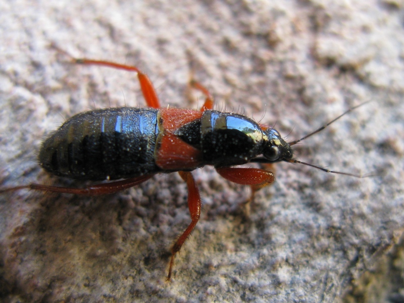 reduviidae? No. Nabidae: Prostemma guttula